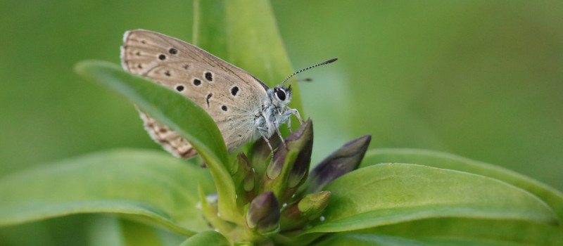 hangyaboglárka petét rak KA
