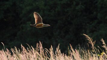 haris, natura2000, állatok, vidra verda, bükki nemzeti park igazgatóság