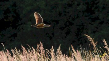 haris, natura2000, állatok, vidra verda, bükki nemzeti park igazgatóság