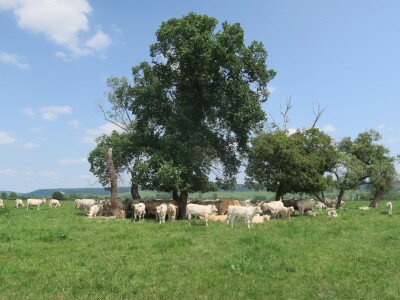 Az év nagy részében legeltetett rétek nem alkalmasak a haris számára