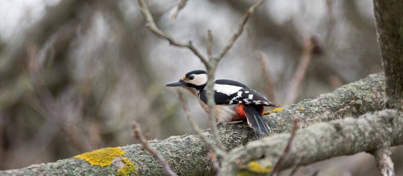 "Harkályok ideje" elnevezéssel harkály-megfigyelési, terepi program iskoláknak