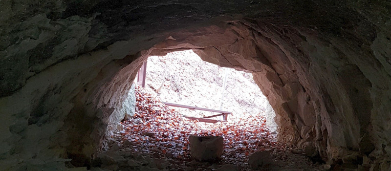 Határon innen, határon túl, fatörzsbarlang túra a miocén ősvilágba