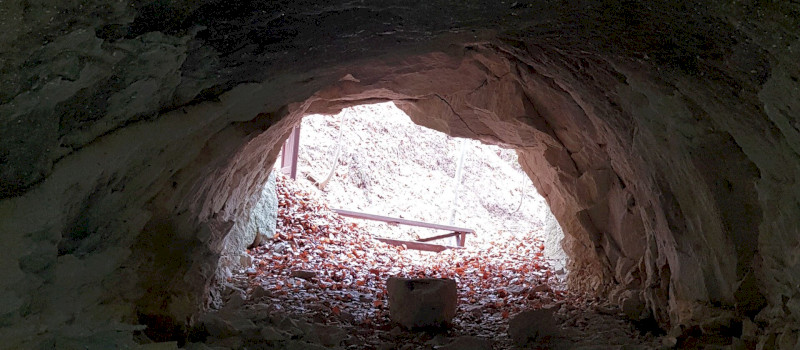 Határon innen, határon túl, fatörzsbarlang túra a miocén ősvilágba