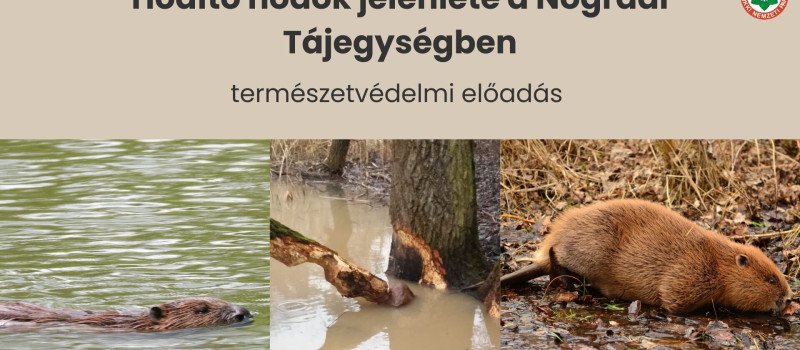 Hódító hódok jelenléte a Nógrádi Tájegységben