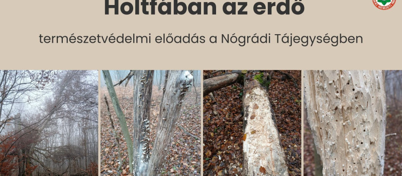 Holtfában az erdő - természetvédelem előadás a Nógrádi Tájegységben