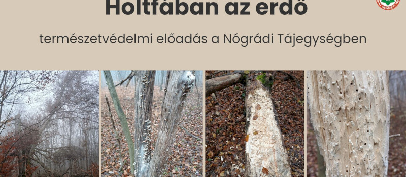 Holtfában az erdő - természetvédelem előadás a Nógrádi Tájegységben