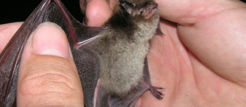 horgasszoru_cszs_1920