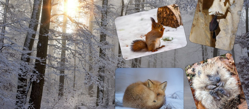 Hová tűnnek télen az állatok?  - Téli foglalkozások óvodásoknak