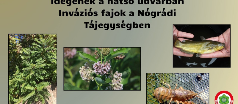 Idegenek a hátsó udvarban - Inváziós fajok a Nógrádi Tájegységben