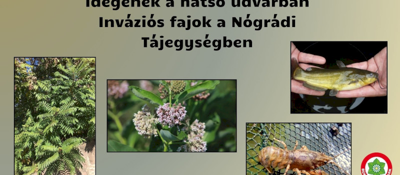 Idegenek a hátsó udvarban - Inváziós fajok a Nógrádi Tájegységben