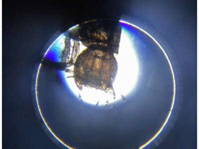 csíkbogár lárva mikroszkóp alatt