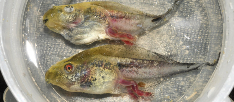 Levelibéka ebihalak