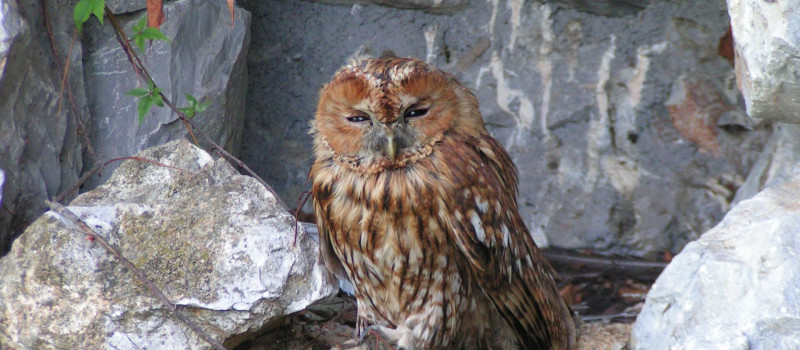 Macskabagoly_juhaszrobi_1920