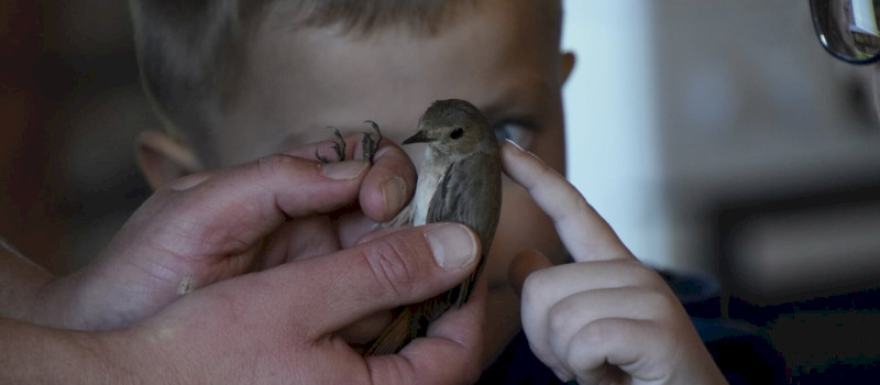 Madárgyűrűzés a Harkály Házban
