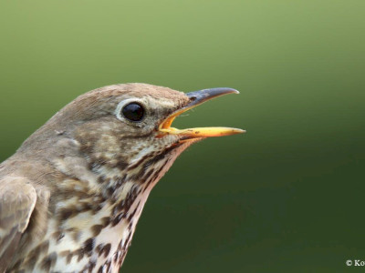 enekes_rigo_Kovacs Csaba