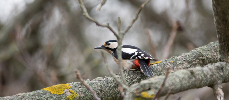 Mátra Kincsei téli előadássorozat - Minden, amit a harkályokról tudni érdemes