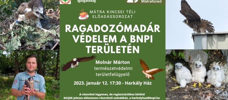 Mátra Kincsei téli előadássorozat - Ragadozómadár-védelem a BNPI területén