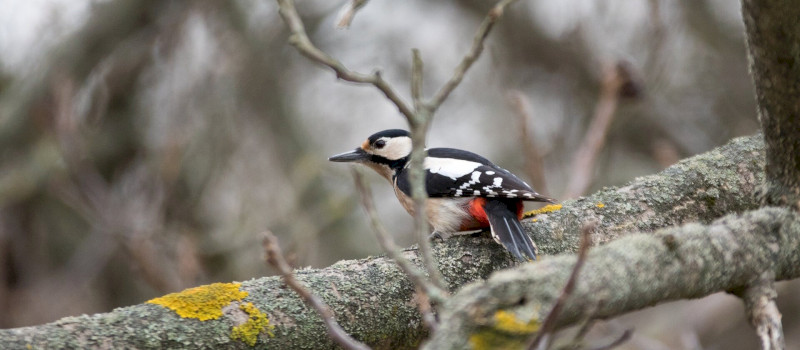 nagy fakopáncs_1920