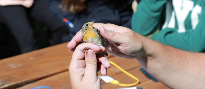 Novemberi madárgyűrűzés a Szitakötő háznál