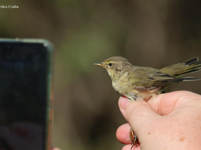 csilp_csalp_Kovacs Csaba