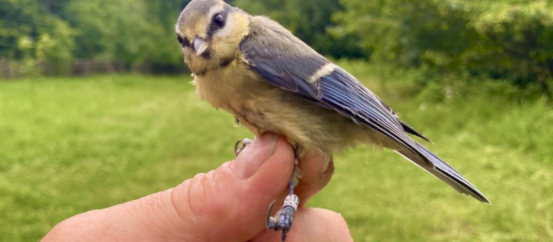 Októberi madárgyűrűzés a Szitakötő Háznál