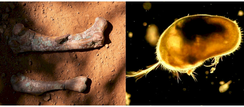 Őslénytani Délután az Ősmaradványoknál – A dinoszauruszoktól a láthatatlan világig