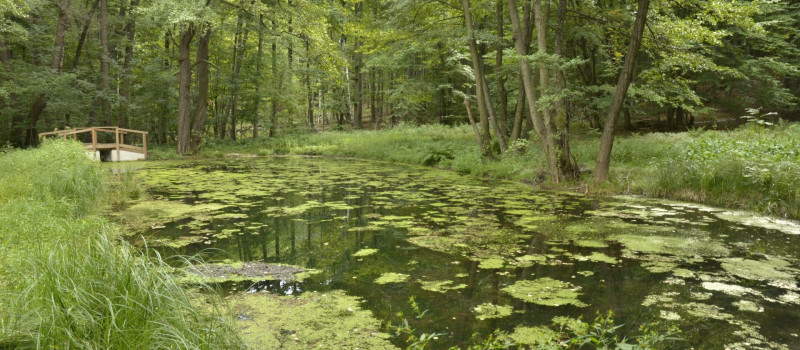 Pisztrángos_DSC6000