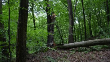 salgó, vidra verda,natura2000, élőhelyek