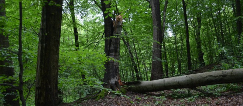 Salgó - kiemelt jelentőségű természetmegőrzési terület
