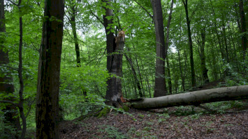 salgó, vidra verda,natura2000, élőhelyek