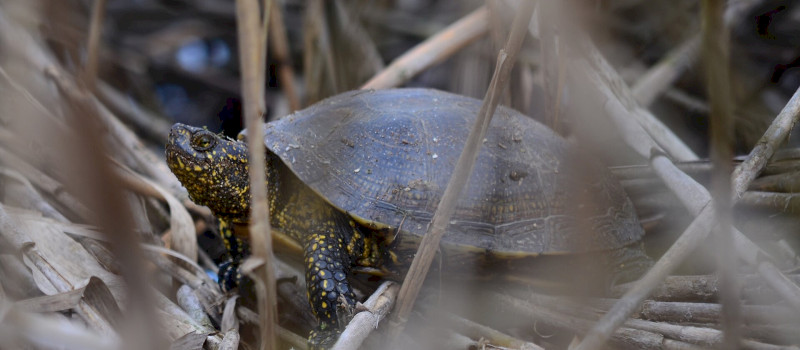 soos_gabor_mocsari_teknos