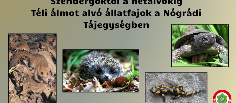 Szendergőktől a hétalvókig - Téli álmot alvó állatfajok a Nógrádi Tájegységben