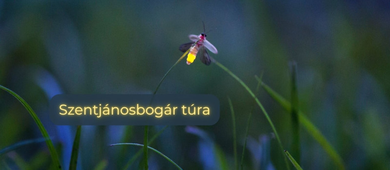 Szentjánosbogár túra Felsőtárkányban