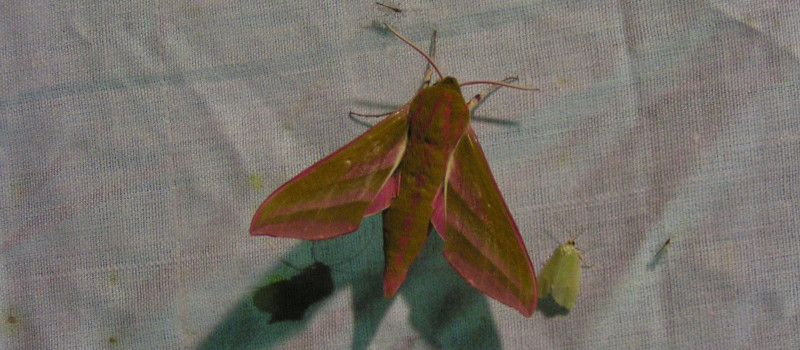 Szőlőszender_1920_1080