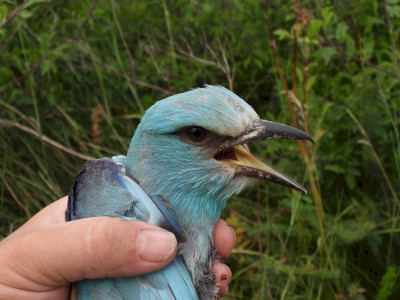 Szorult helyzetéből szabadulva
