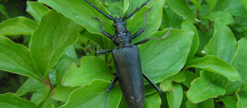 Tájegységi esték - A Palócföld rovarvilága anno és napjainkban
