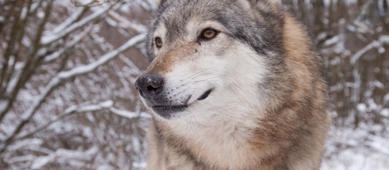 Tájegységi esték - Nagyragadozók jelenléte a nógrádi Palócföldön