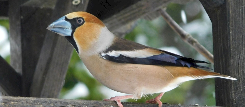 téi madár4_Molnár Márton_1920