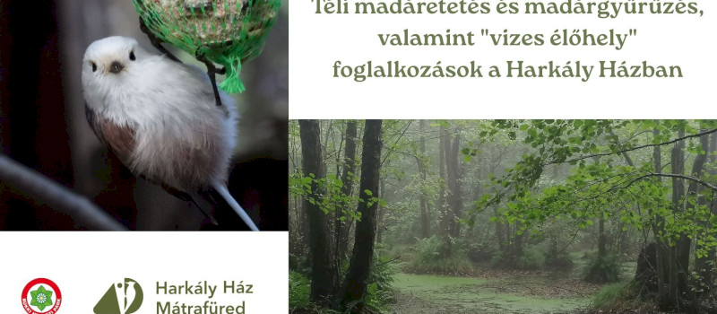 Téli madáretetés és madárgyűrűzés, valamint "vizes élőhely" foglalkozások a Harkály Házban
