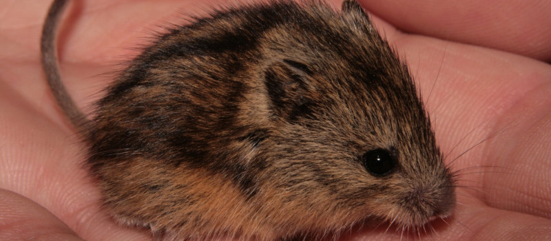 Természetmegőrzési Műhely: A hazai "bújócskaversenyek" rekordere – 70 évig "láthatatlan” volt az idei Év Emlőse