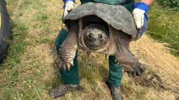 Természetmegőrzési Műhely: "Az aligátorteknőstől a barna kányákig”– Élet a Kesznyéteni Tájvédelmi Körzetben