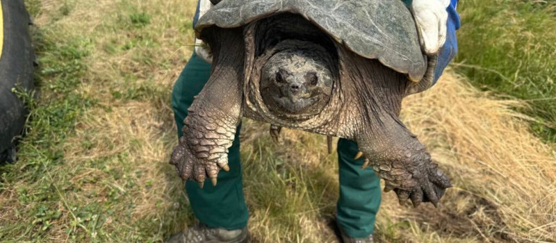 Természetmegőrzési Műhely: "Az aligátorteknőstől a barna kányákig”– Élet a Kesznyéteni Tájvédelmi Körzetben