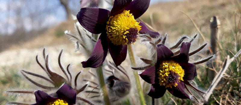 Természetmegőrzési Műhely - Csipkerózsika és erőgépek – a Bükkalja tájváltozása egy botanikus szemével