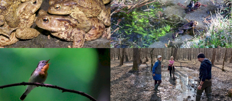 Természetmegőrzési Műhely - Gumicsizmával a kis légykapókért, lapáttal a kétéltűekért - Önkéntes akciók a Tarnavidéki Tájvédelmi Körzetben