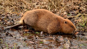 Természetmegőrzési Műhely - 