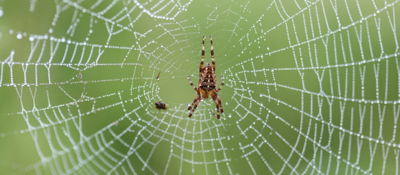 Természetmegőrzési Műhely: Mezítláb nyolc lábon - ismerd meg a pókok csodálatos világát!