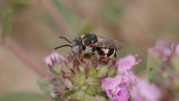 Természetmegőrzési Műhely: „Mi lenne velünk méhek nélkül?” – A beporzó rovarok fontossága és segítésük lehetőségei