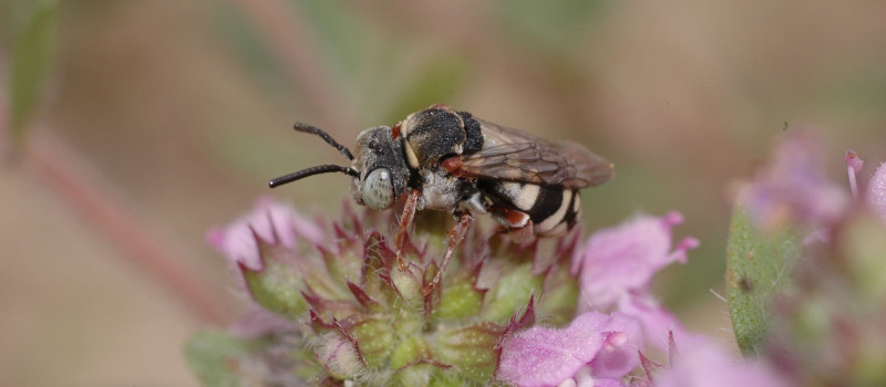 Természetmegőrzési Műhely: „Mi lenne velünk méhek nélkül?” – A beporzó rovarok fontossága és segítésük lehetőségei