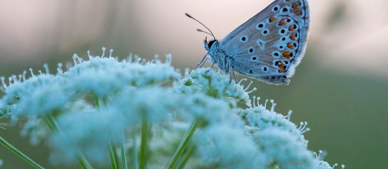 Természetmegőrzési Műhely - Színes szárnyakon: A lepkék különleges világa