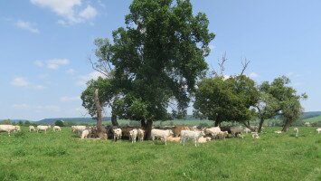 Legelő szarvasmarhák a réten